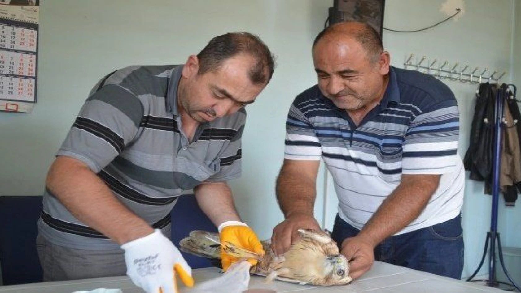 Yaralı şahine Bünyan Belediyesi sahip çıktı