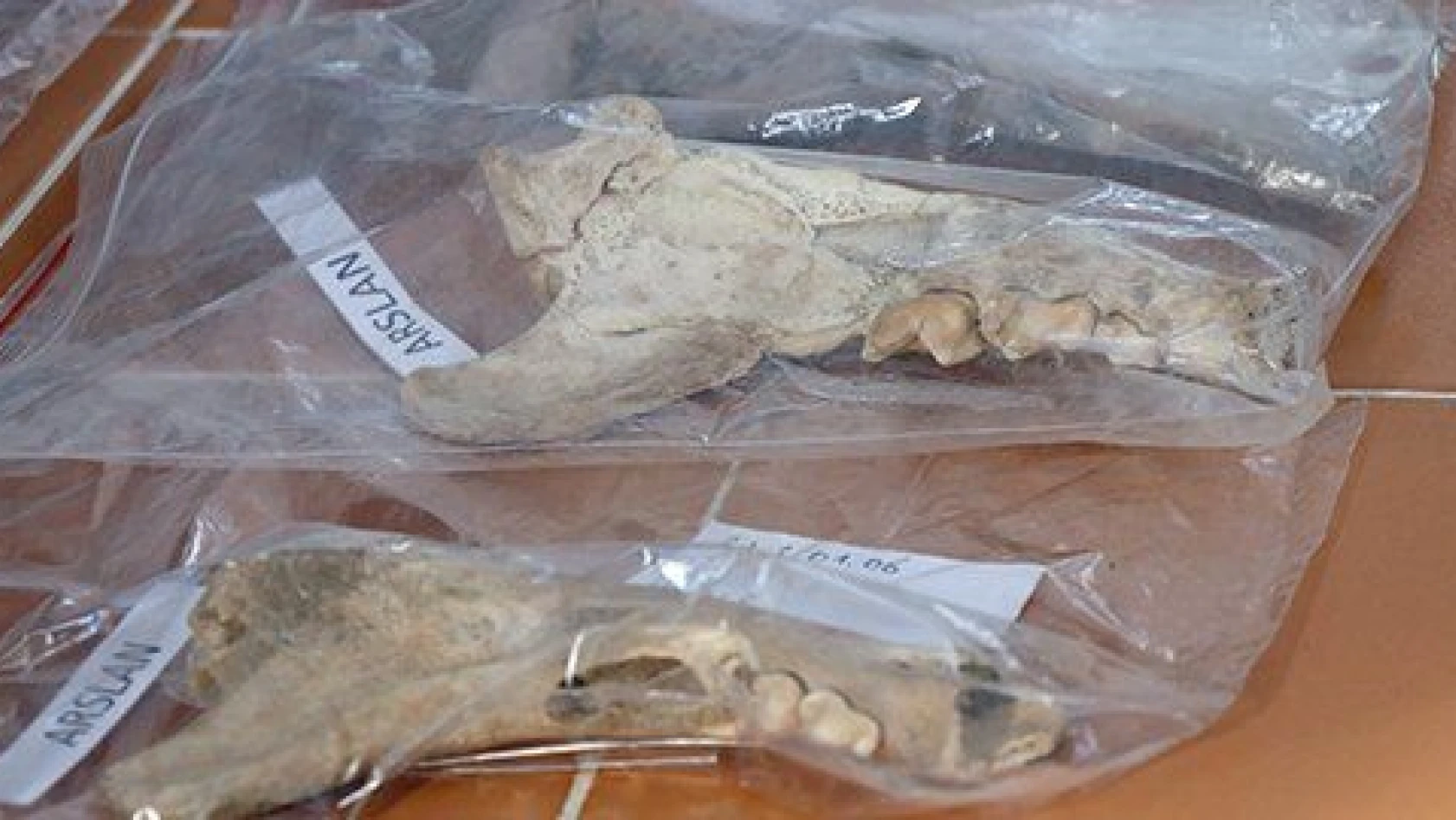 Kültepe 'de 4 bin yıl öncesine ait aslan çene kemiği bulundu