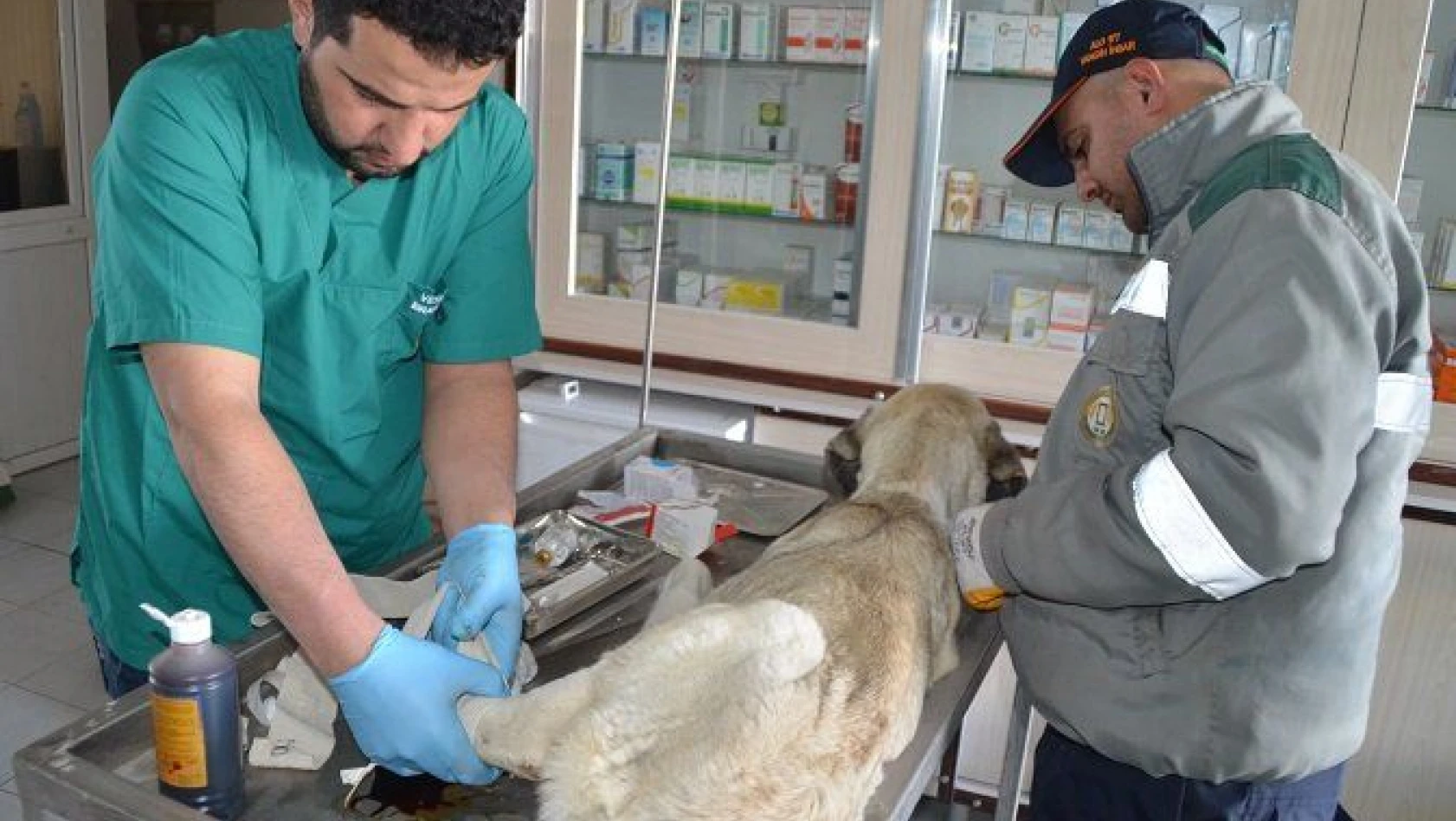 Yaralı köpeğe Bünyan Belediyesi sahip çıktı