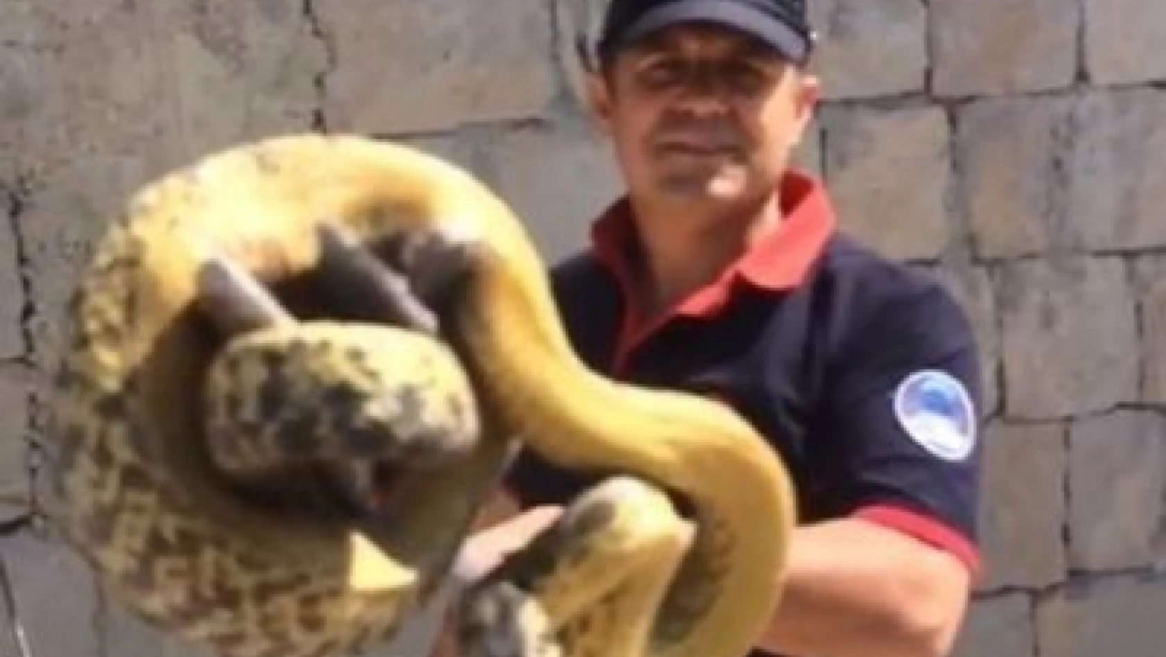 3 metrelik dev yılan yakalandı