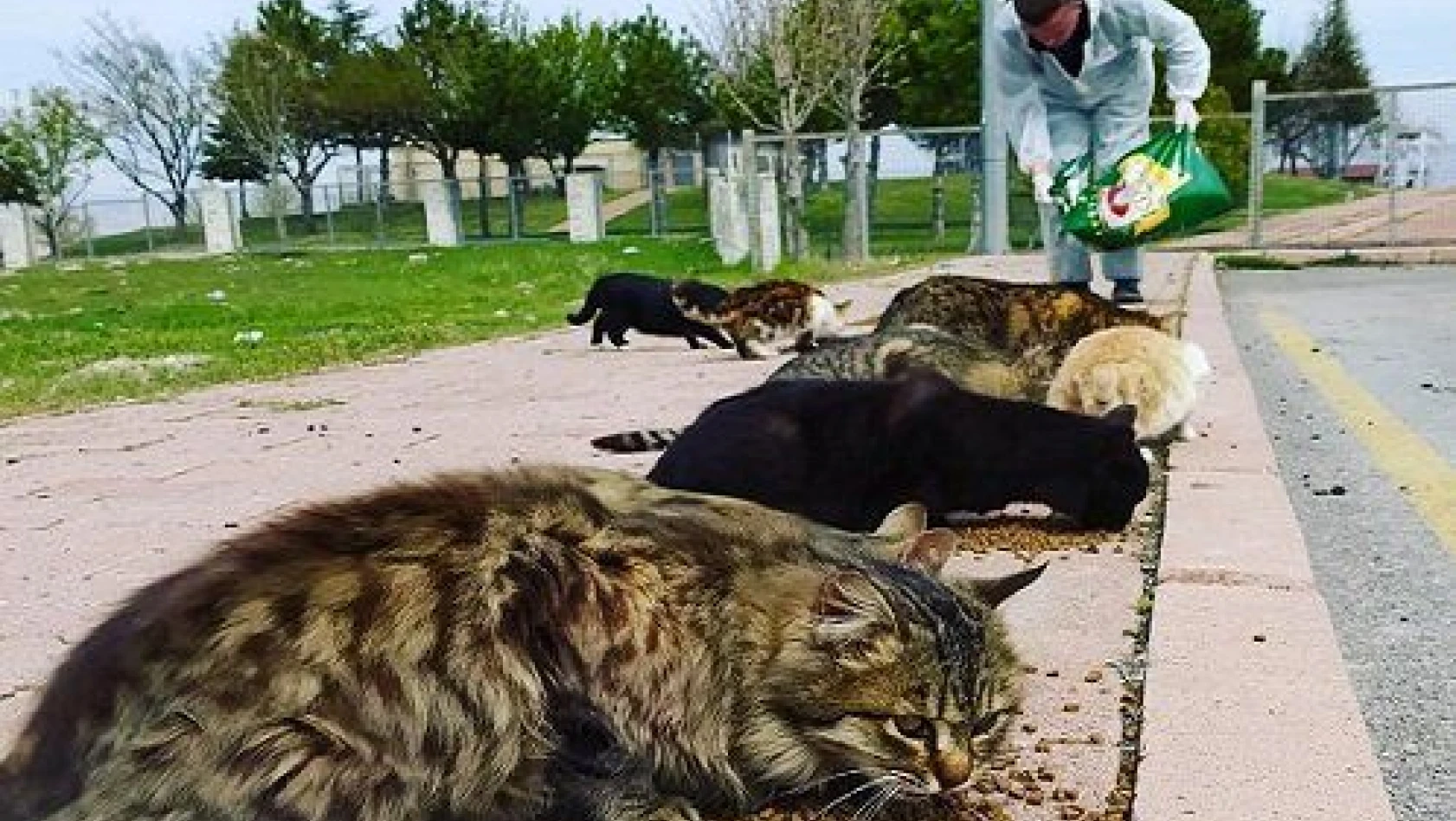 Sokağa çıkma kısıtlaması bulunan Kayseri'de hayvanlar unutulmadı