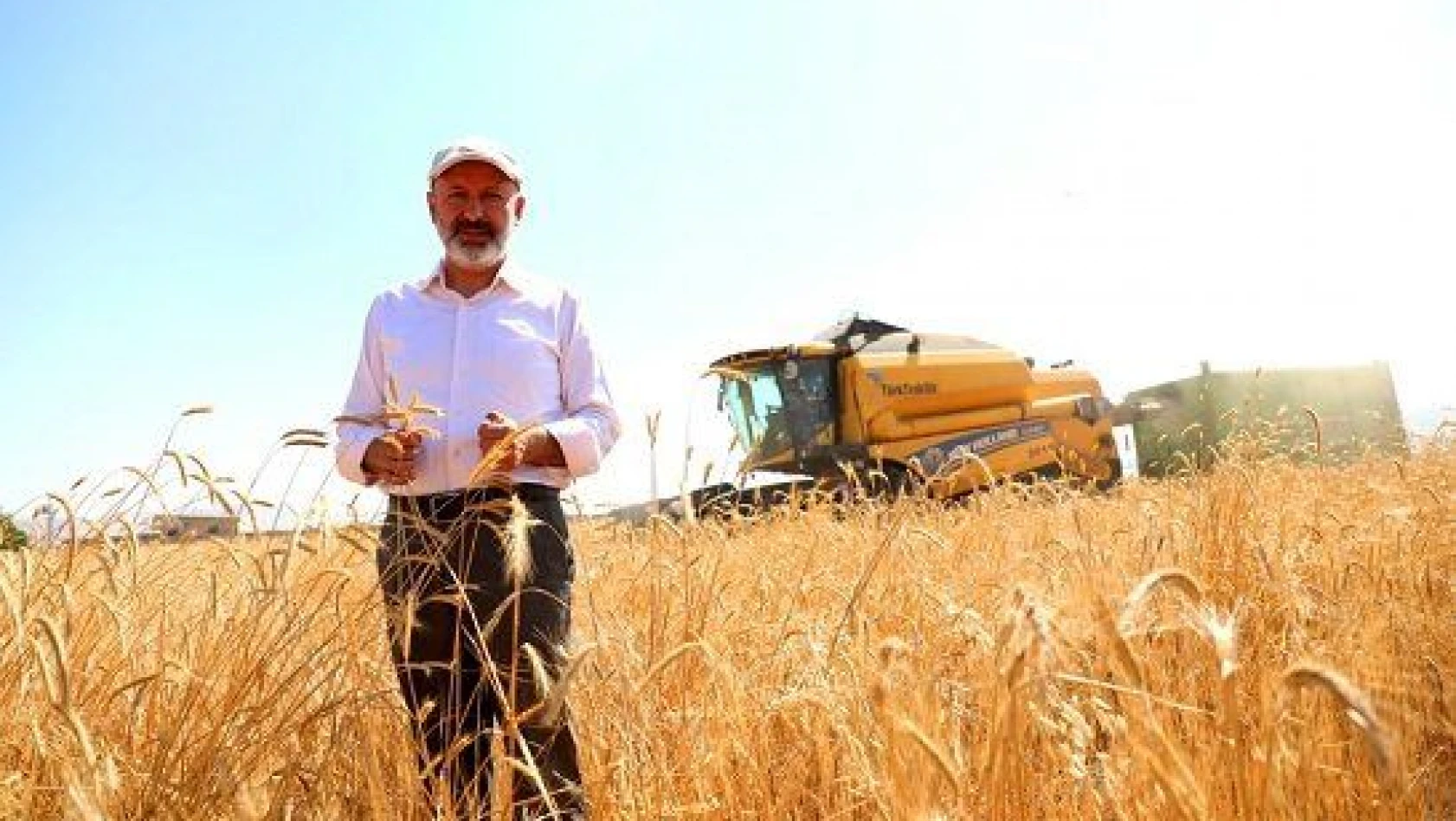 Kocasinan'da siyez buğdayının hasadı başladı
