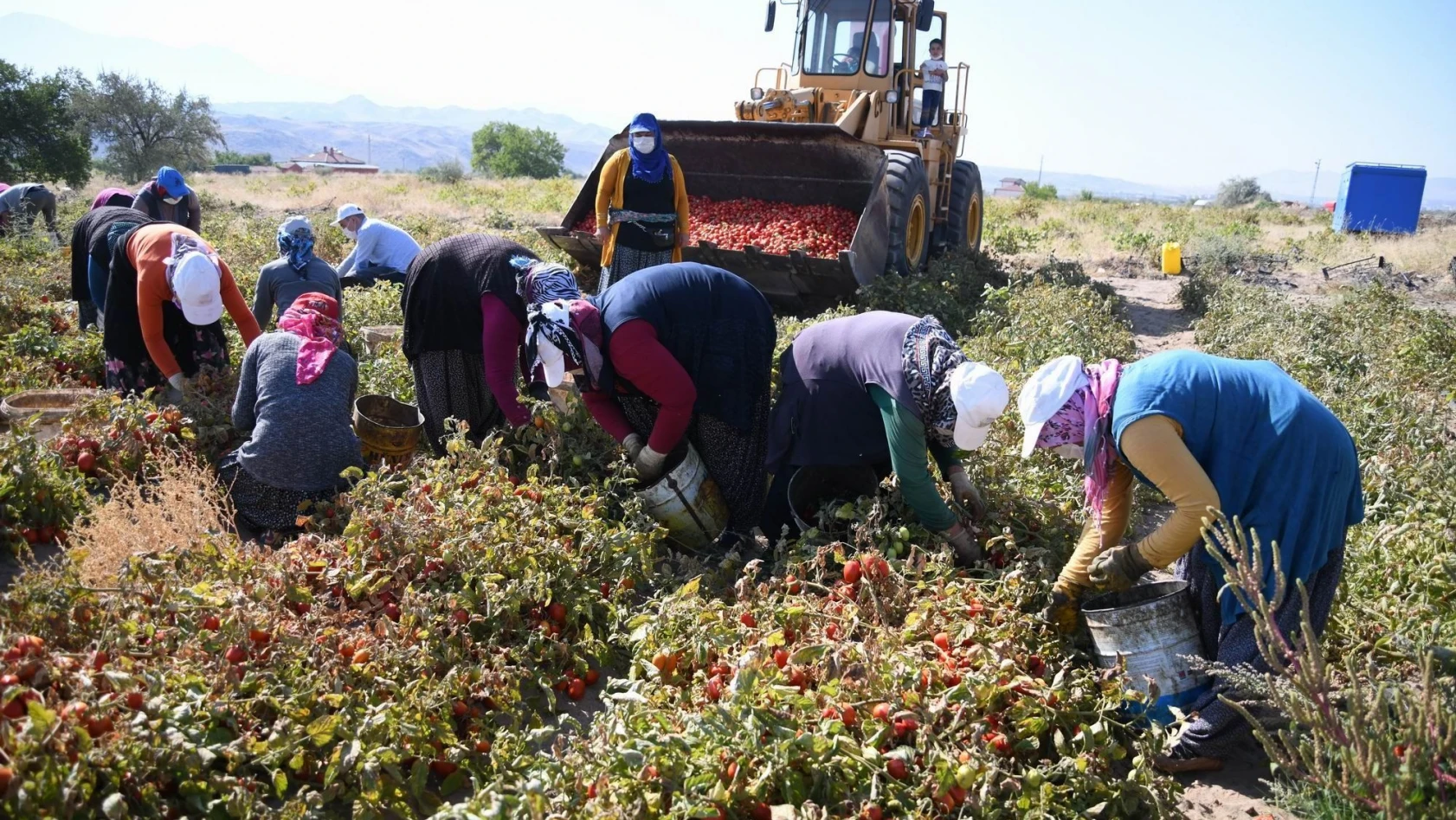 Kayseri'de yetiştirilen salçalık domatesler Türkiye'ye dağılıyor