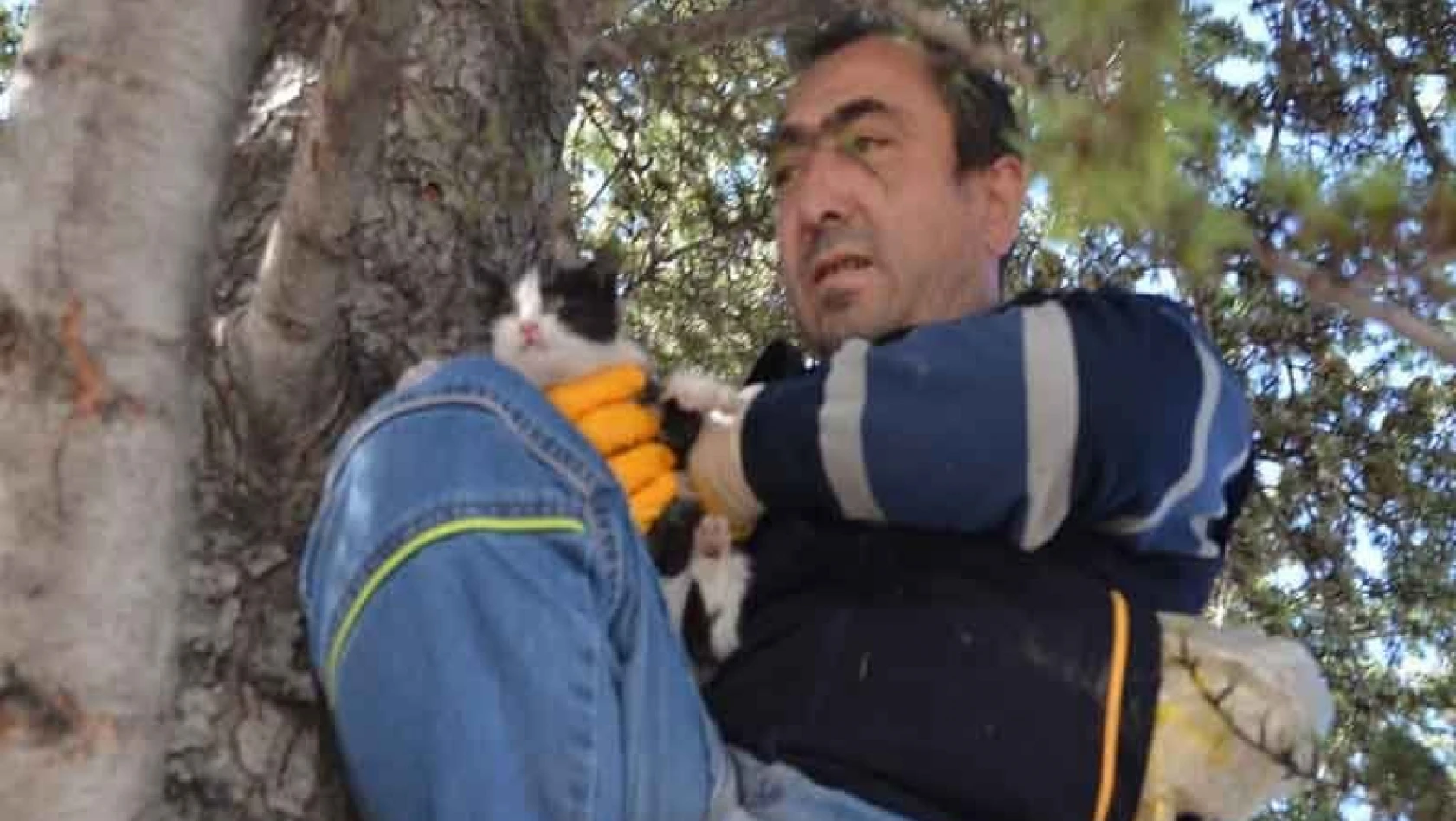 Ağaçta mahsur kalan yavru kedi itfaiye ekiplerince kurtarıldı