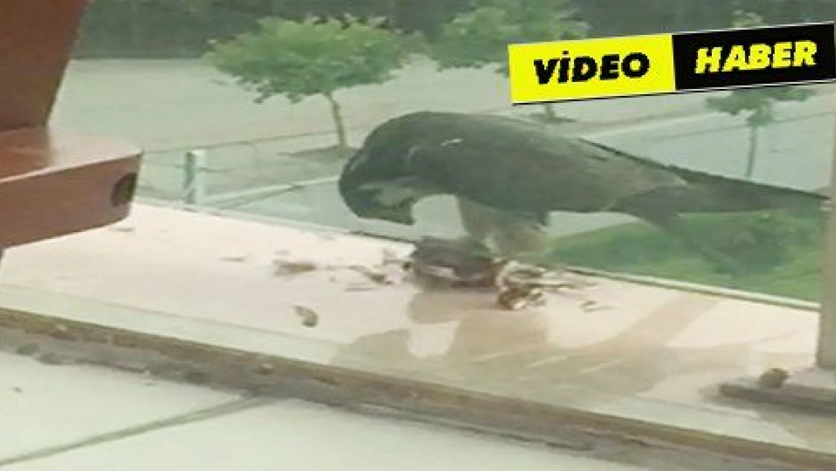Bir binanın balkonunda yırtıcı kuş, güvercini yedi 