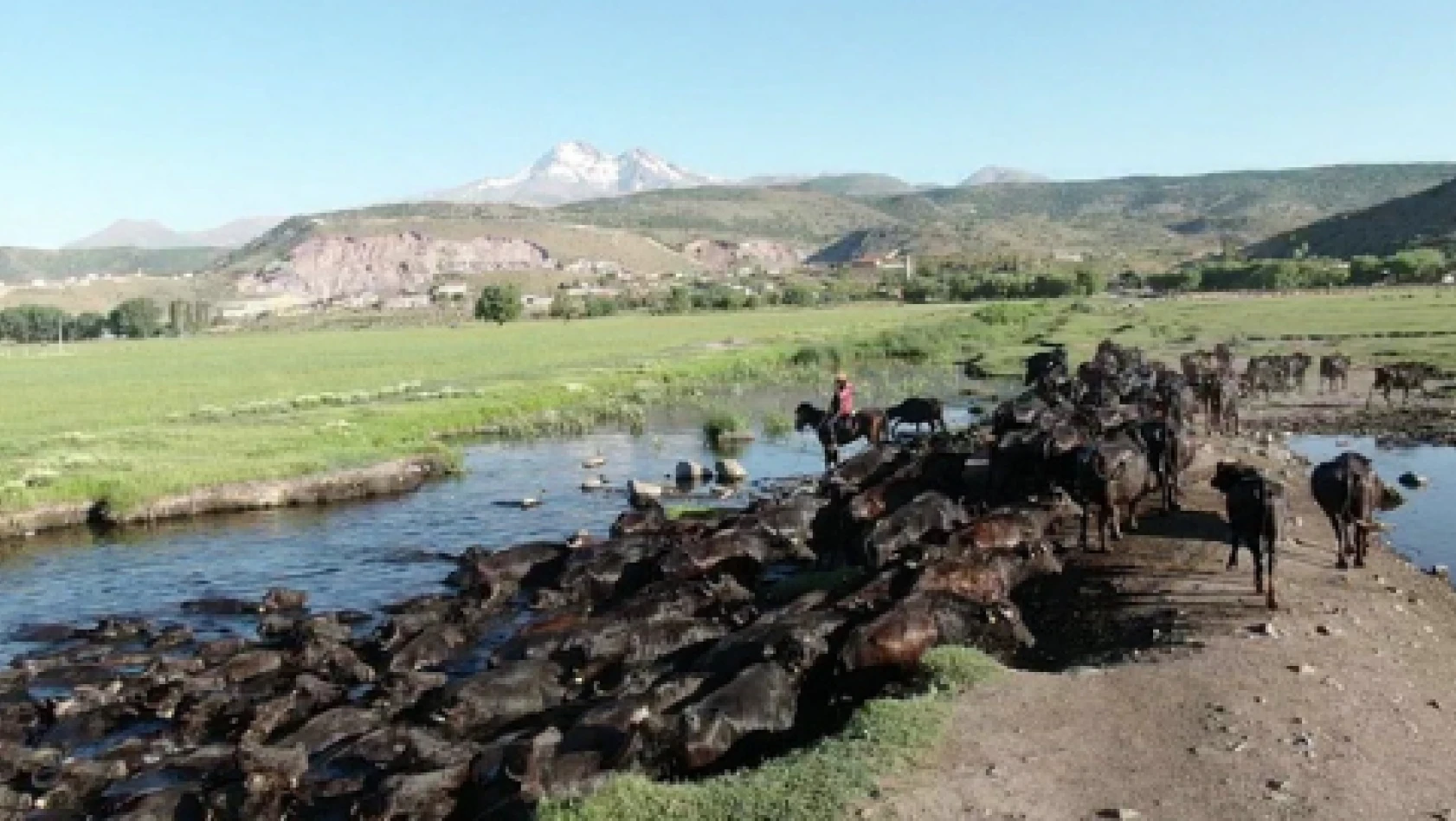 Erciyes dağının süsleri: manda, koyun ve yılkı atları