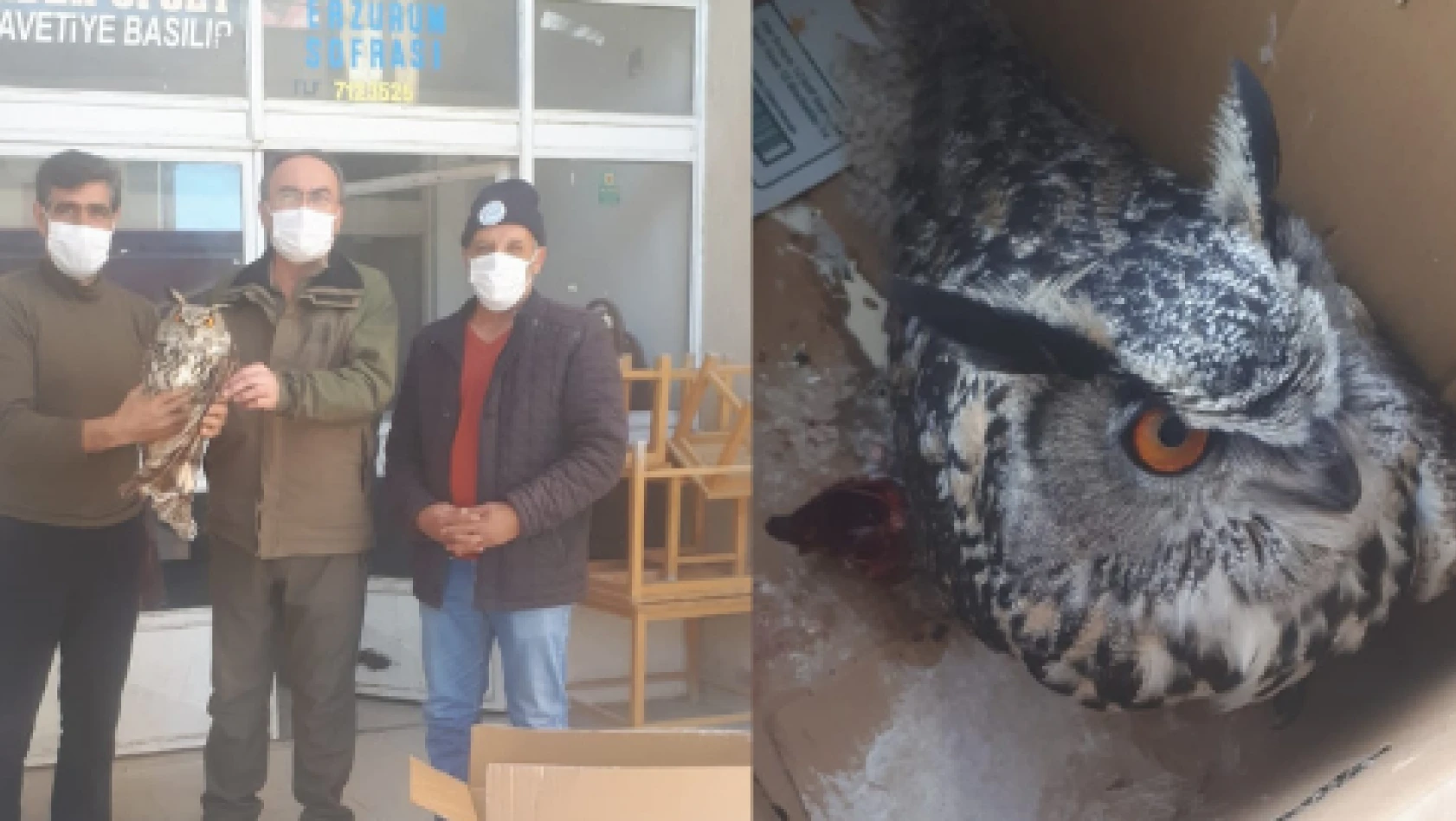 Yaralı puhu kuşu tedavi altına alındı