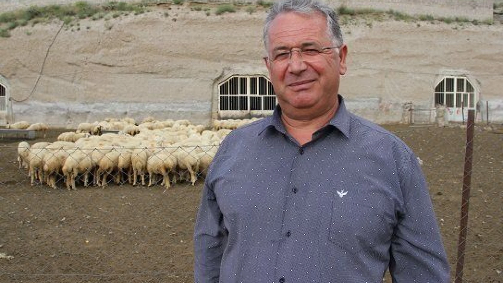 Hobi olarak başladı, 4 koyunu şimdi 1600 oldu