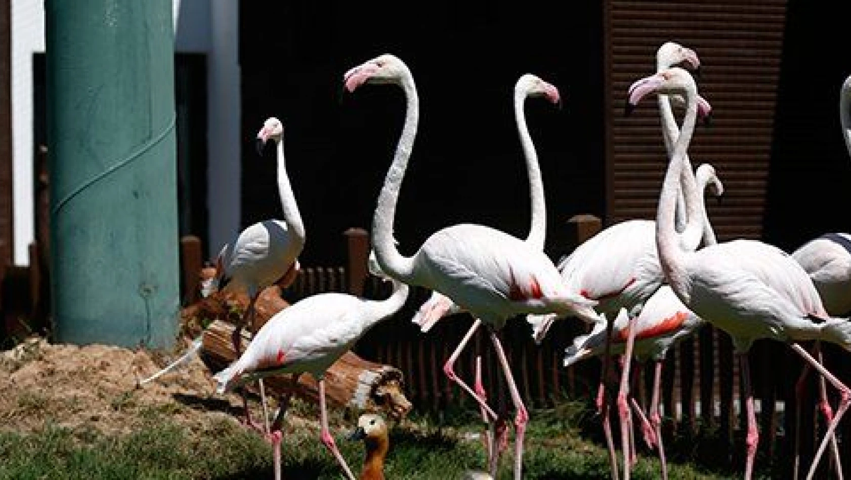 Kayseri Hayvanat Bahçesi'ndeki flamingolar özel ilgiyle ağırlanıyor