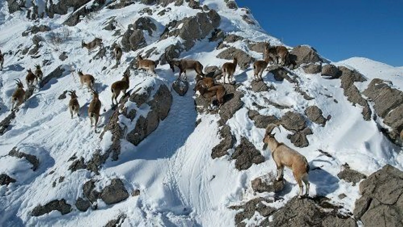 Aladağlar'da dağ keçileri drone ile görüntülendi