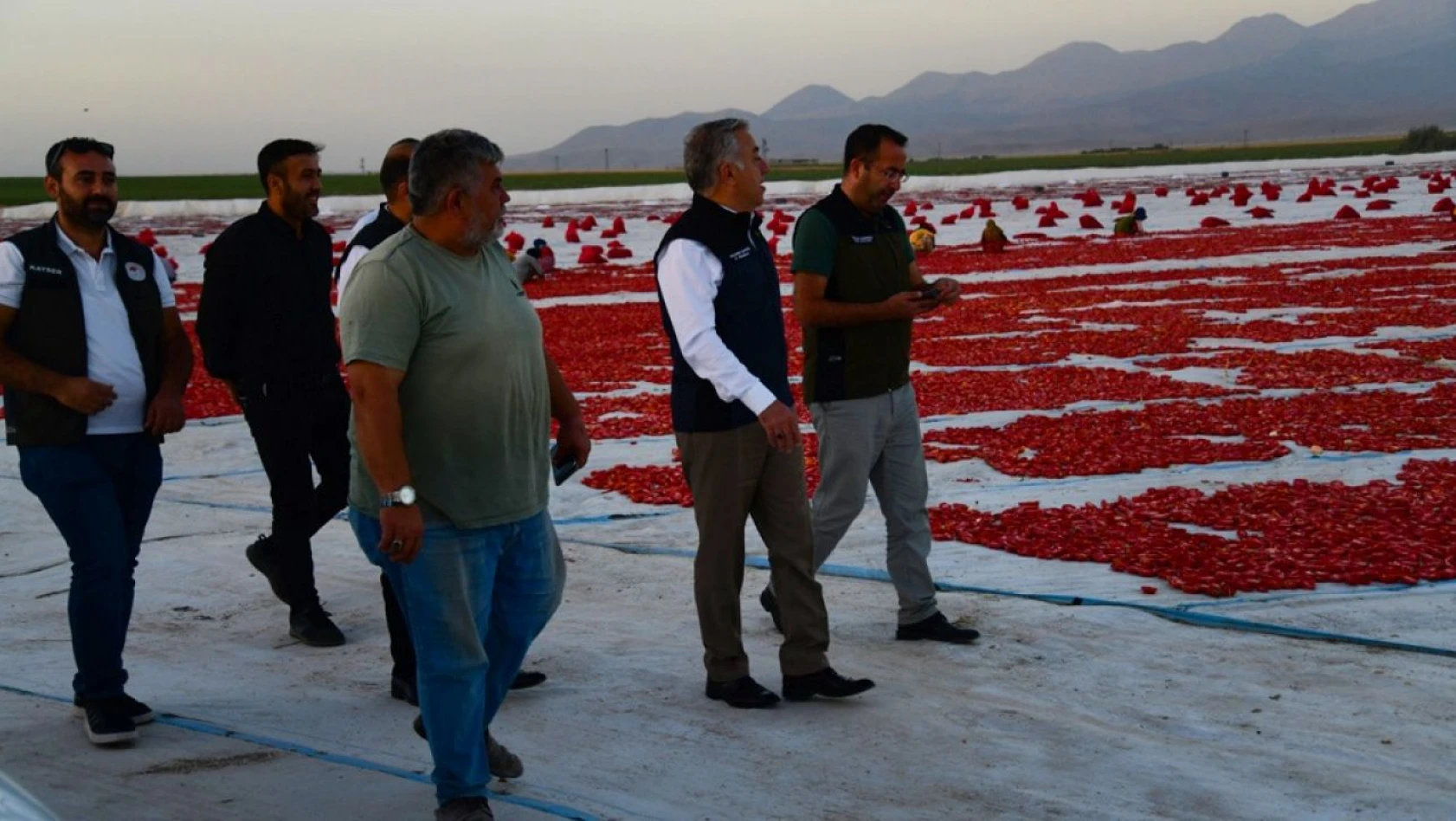 Mustafa Şahin domates kurutma alanını inceledi