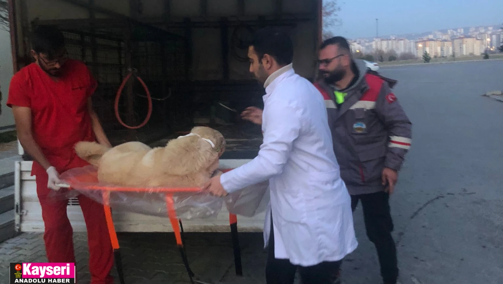Yaralı köpeğin imdadına İncesu Belediyesi yetişti