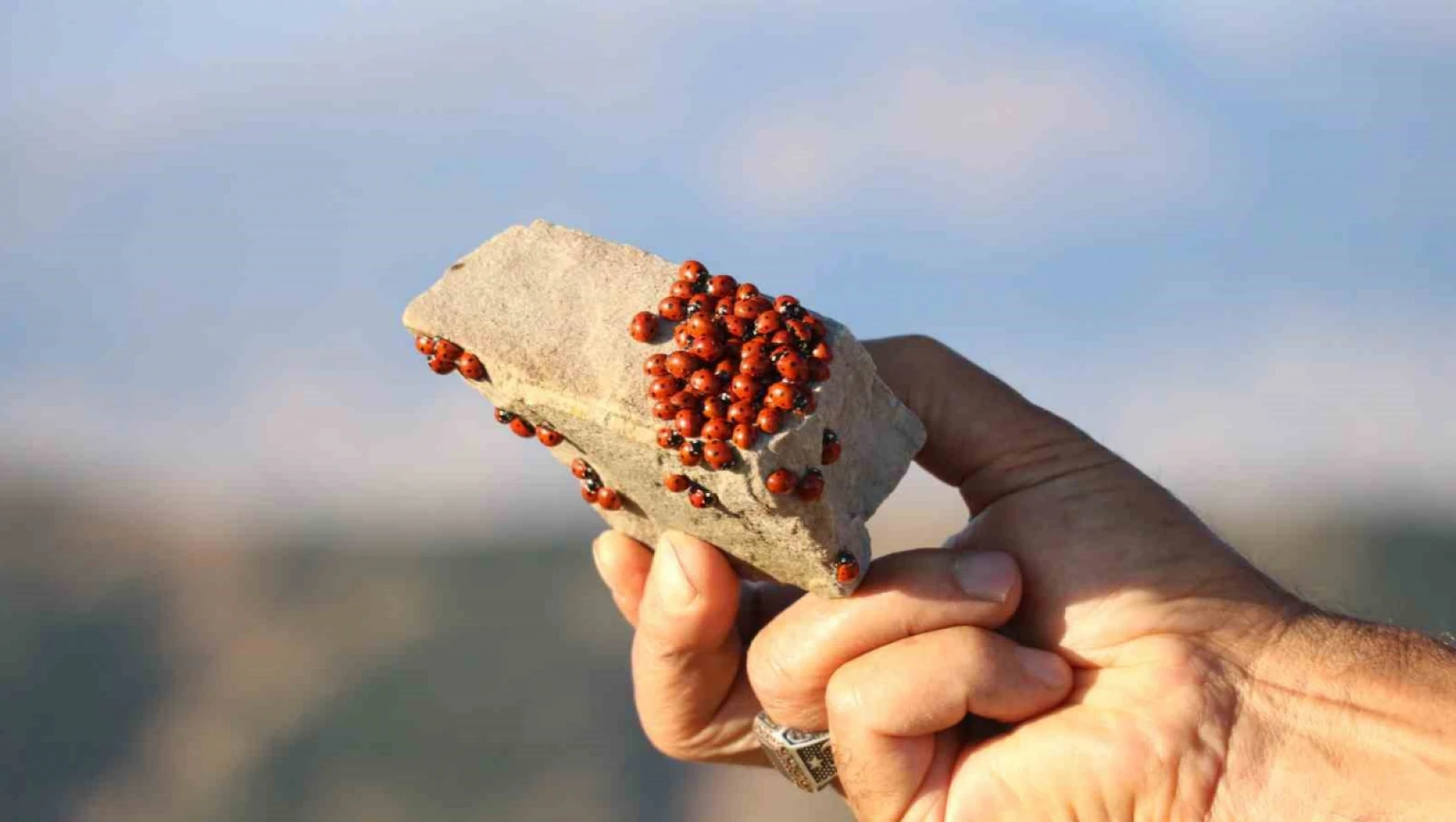 Uludaz Tepesi'nde görsel şölen... Buradan Erciyes bile gözüküyor