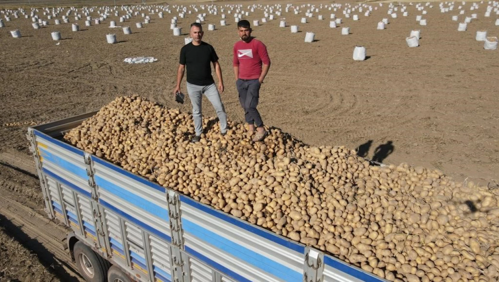 300 bin tonluk hasat başladı!