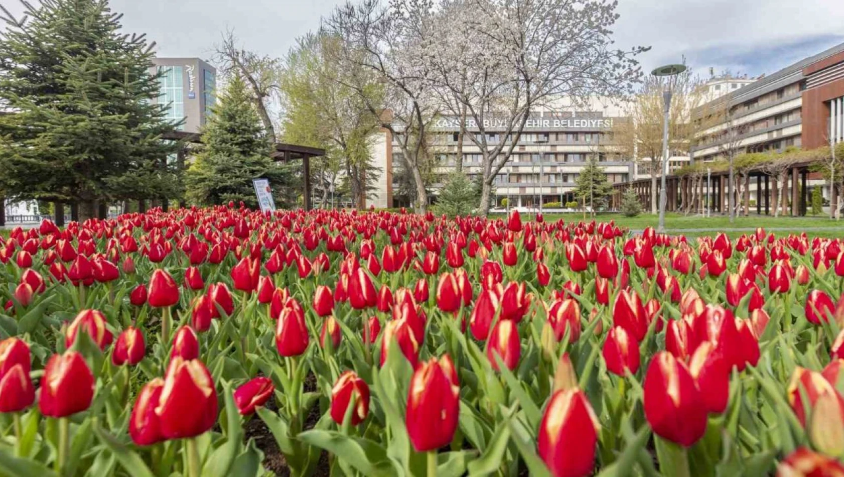 Büyükşehir, ilkbahar ve sonbaharda 2 milyon 960 bin 100 adet çiçek dikecek