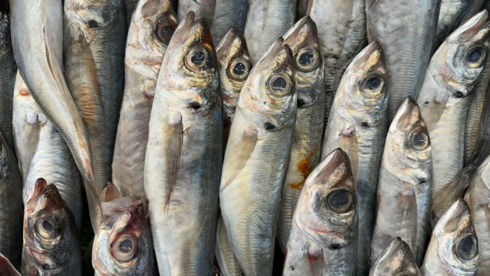 Kayseri'de Şubat Ayında Hangi Balıklar Yenir? – Güncel Balık Fiyatları