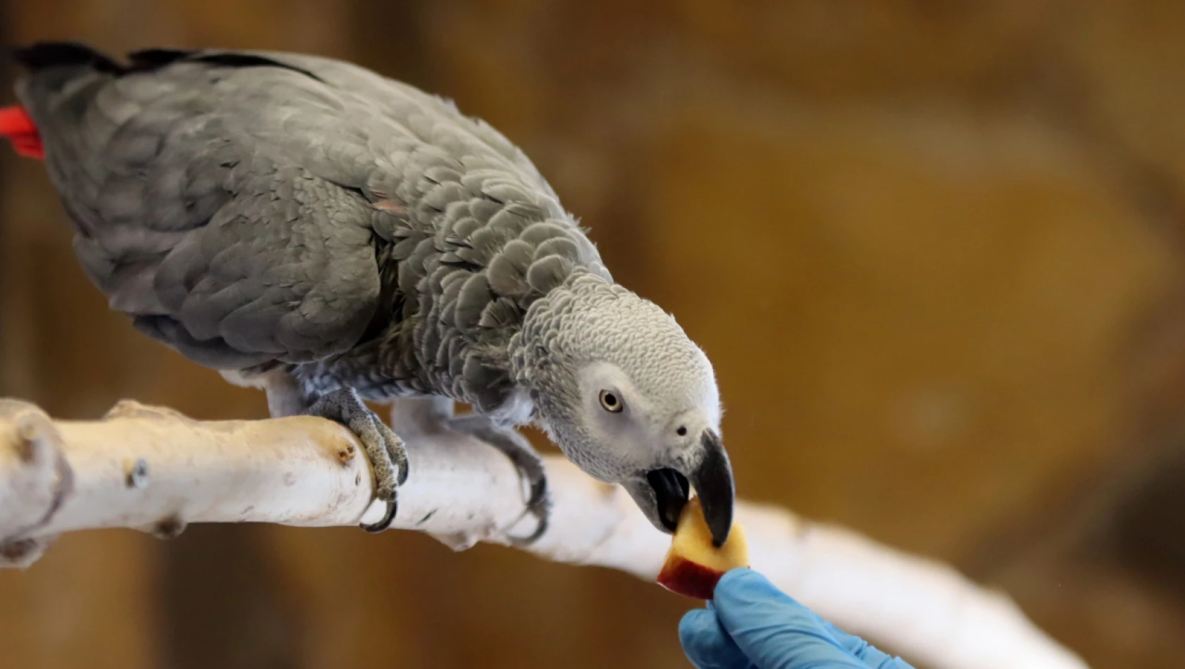 Kayseri'de tropikal kuşlar için iklim şartları oluşturuldu