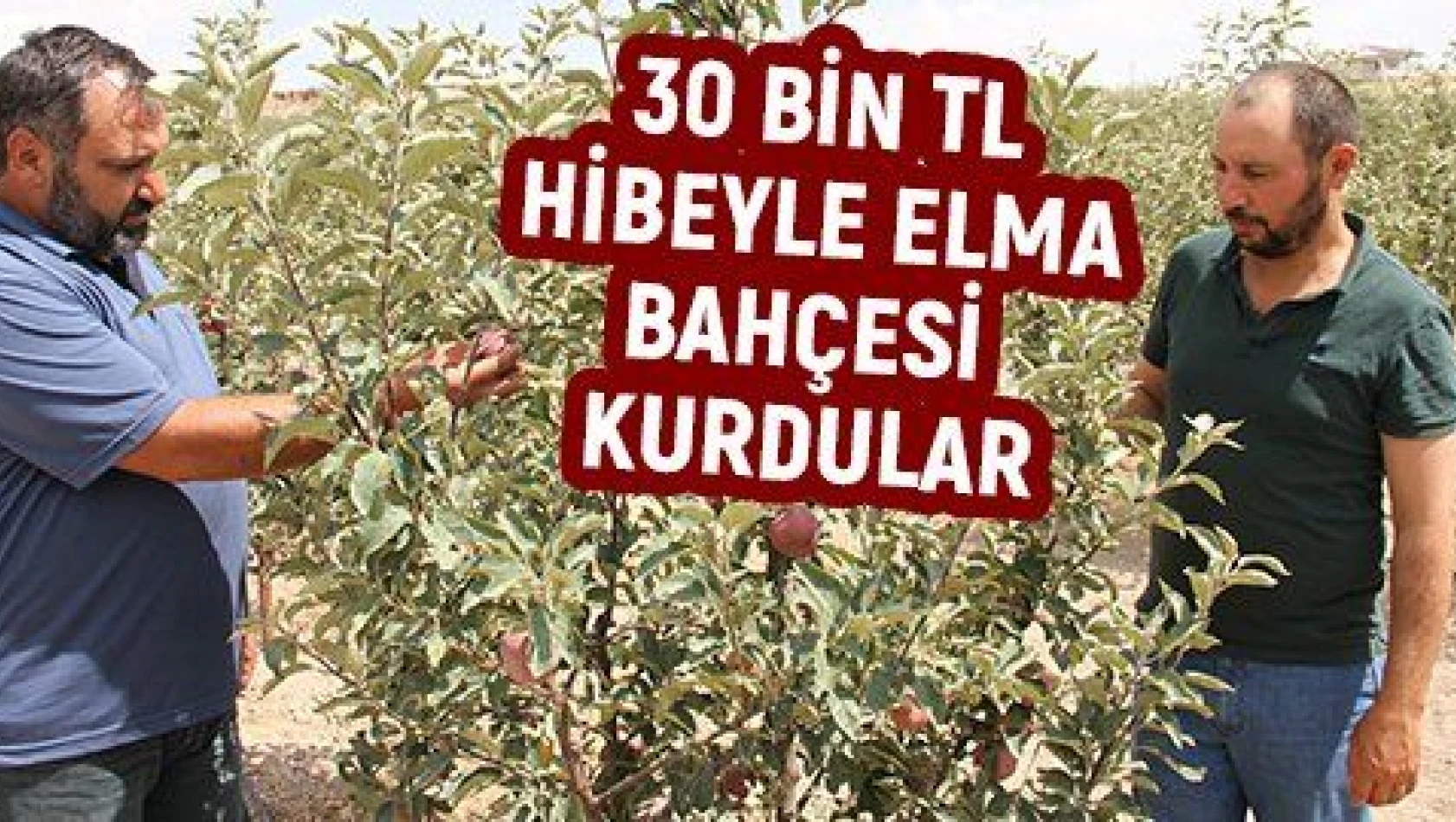 Kayserili kardeşler devlet desteğiyle elma bahçesi kurdu