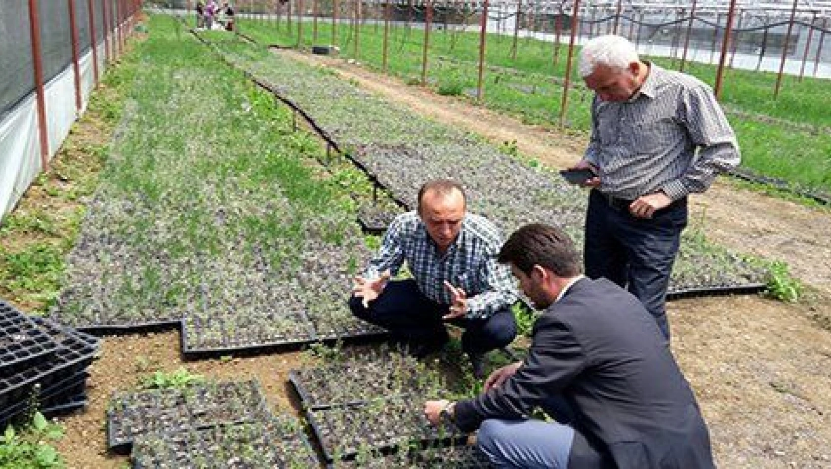 Lavanta ve salep yetiştiriciliği Orta Anadolu çiftçisinin yüzünü güldürecek