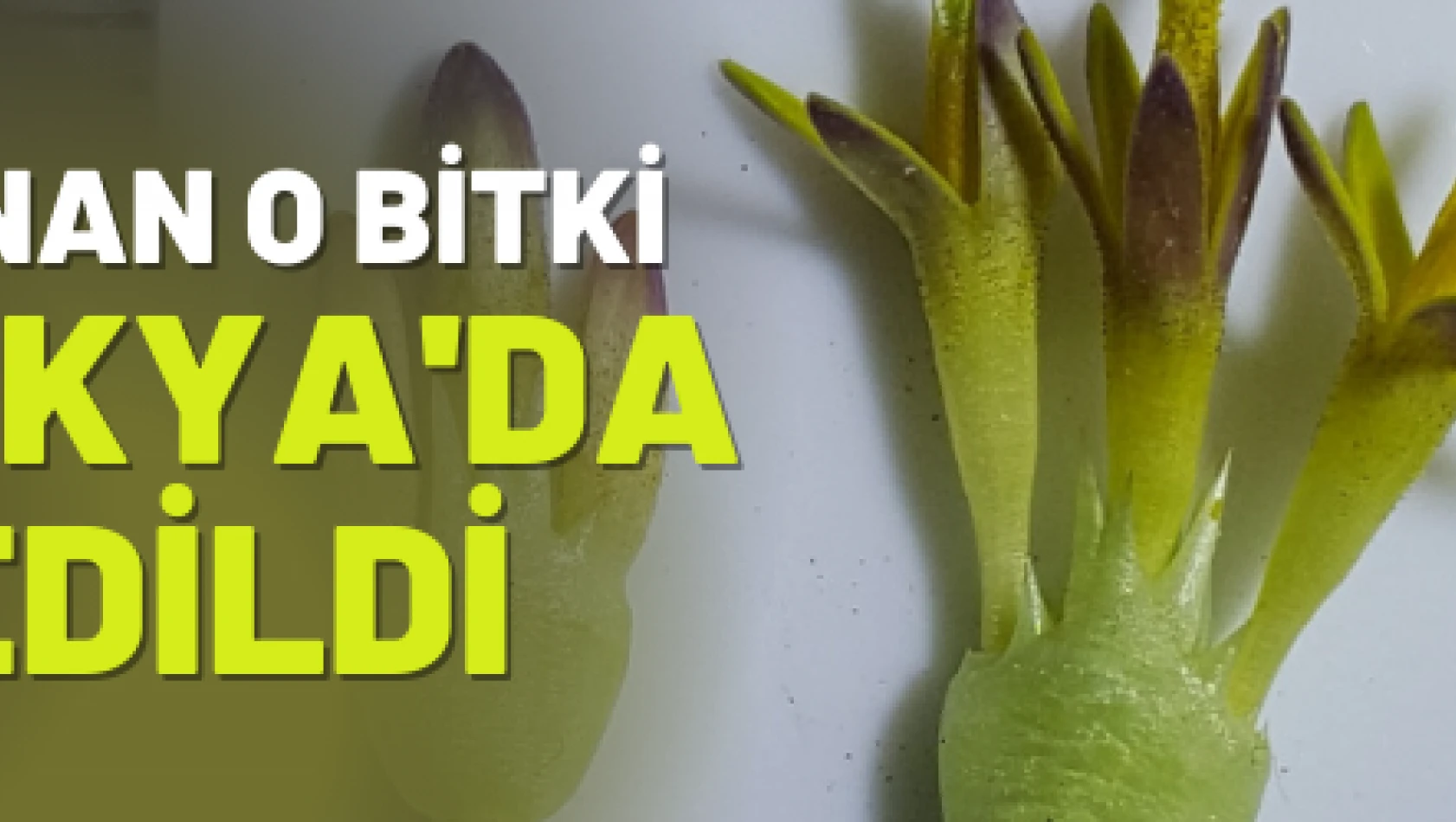 Nadir bulunan o bitki Kapadokya 'da keşfedildi