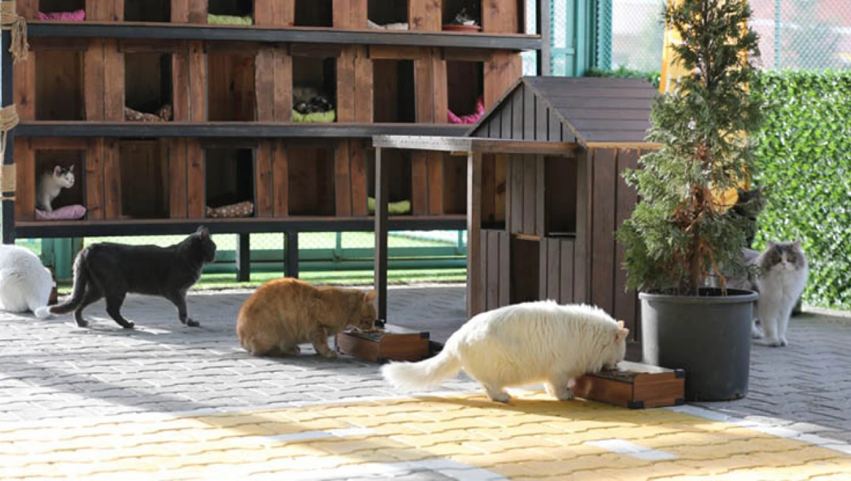 Kayseri'nin kedi cenneti rekor kırıyor!