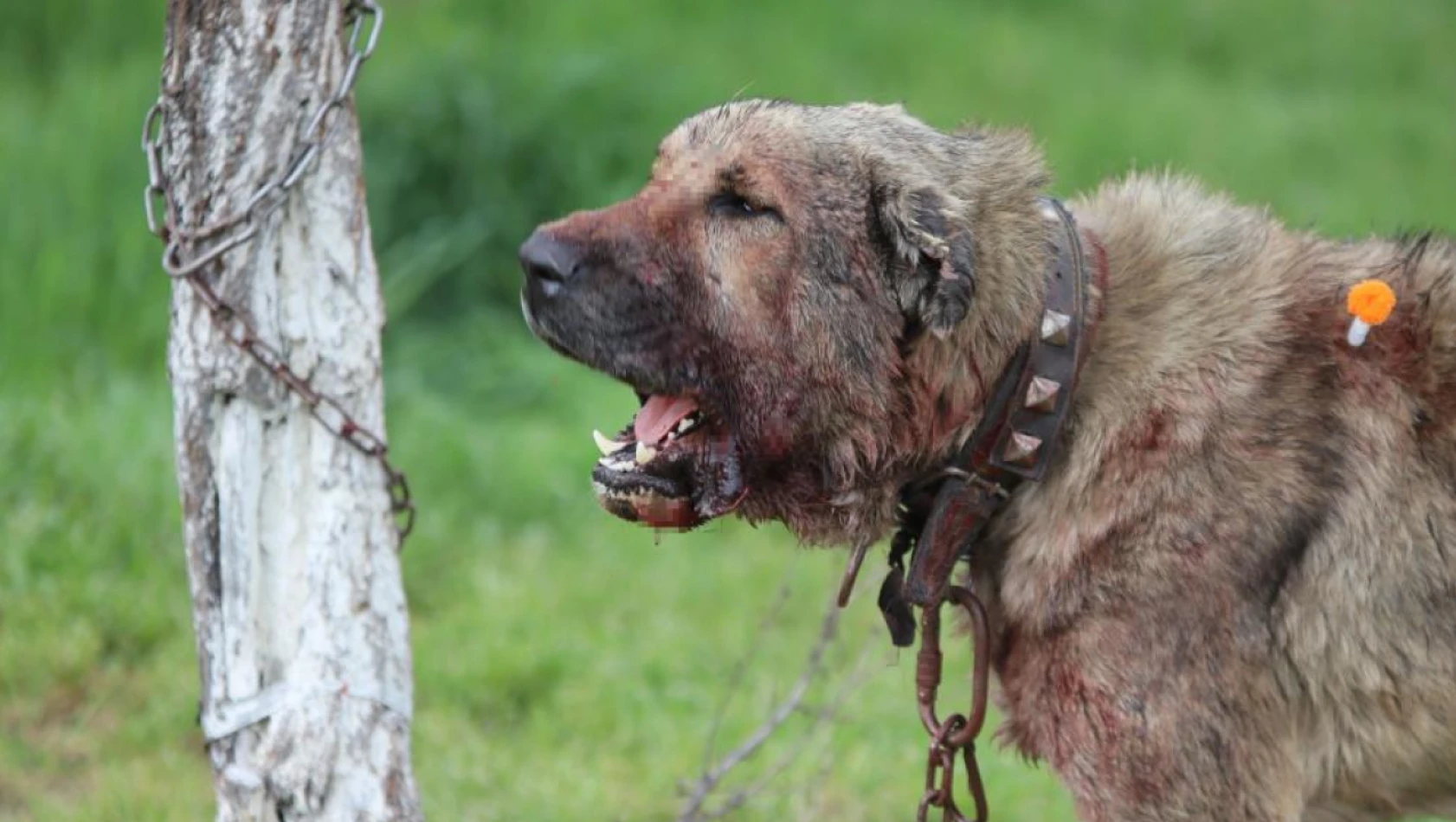 Köpek kullanılan suç tiplerinde köpek: 'silahla tehdit' suçu oluşturuyor