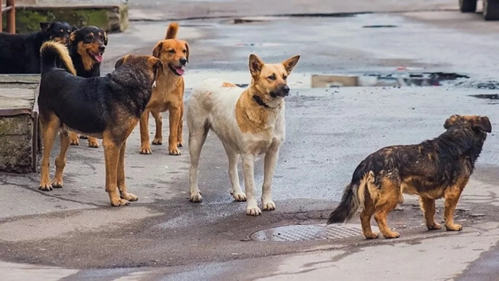 Sokak Köpeklerinin Uyutulacağı Tarih Belli Oldu