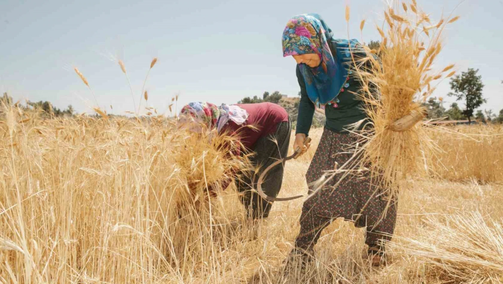 Ata Tohumu Hasadı Başladı!