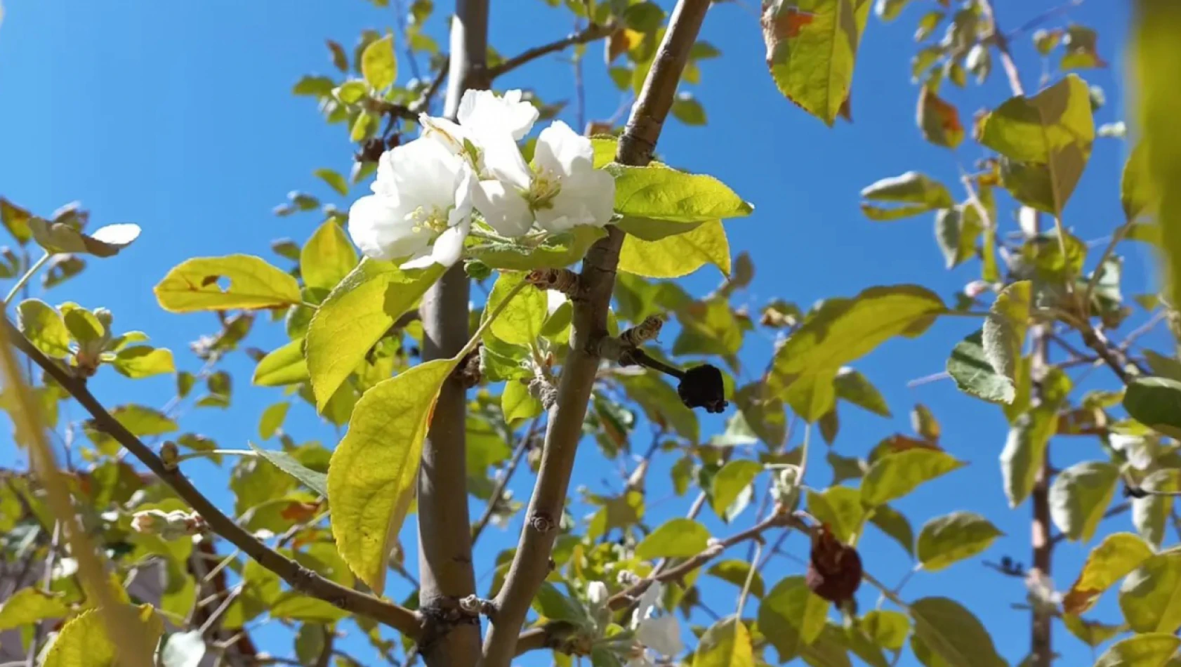 Mevsimler Şaşırdı: Elma Ağaçları Çiçek Açtı!