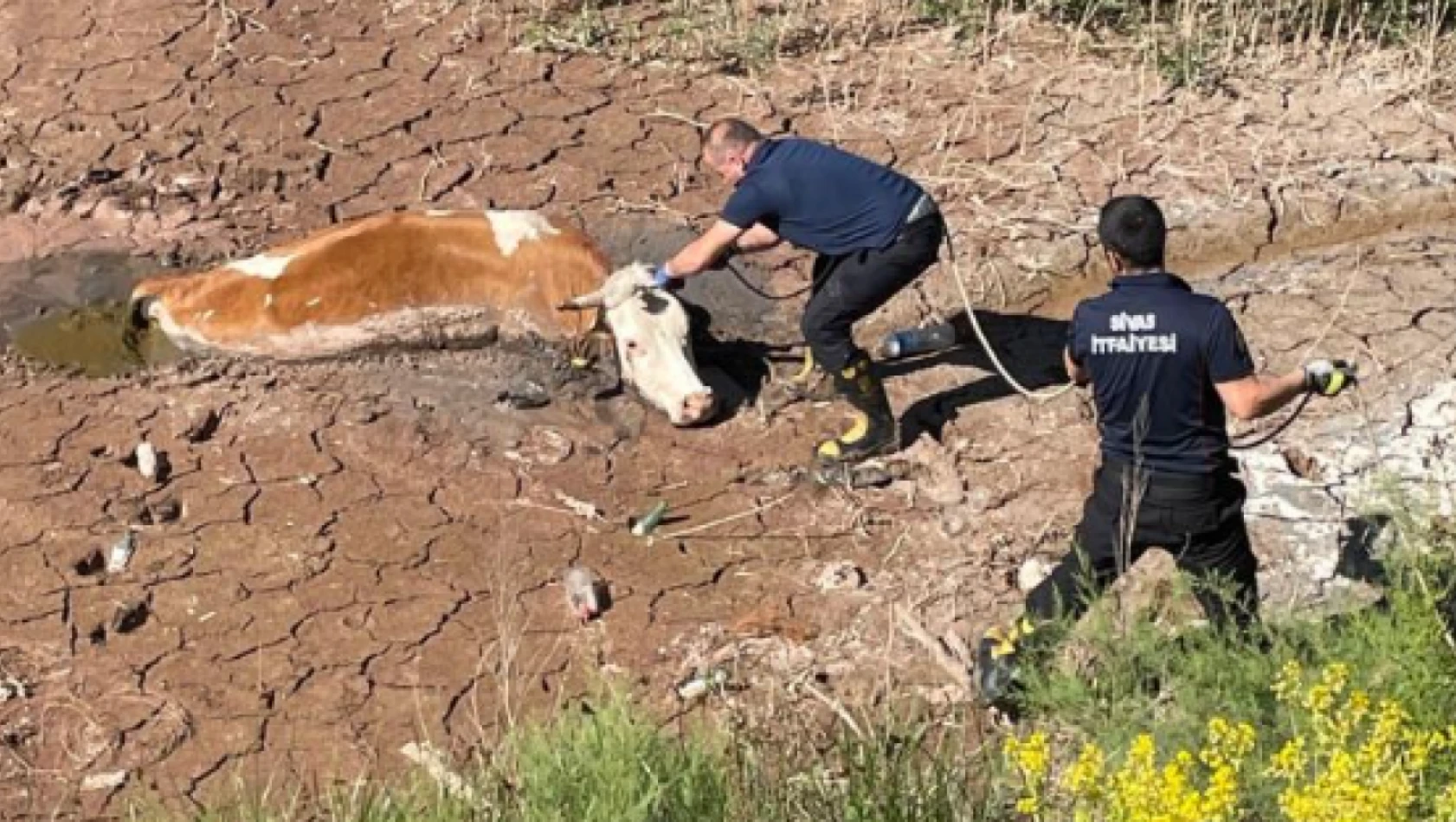 Sivas'ta inek bataklığa saplandı.