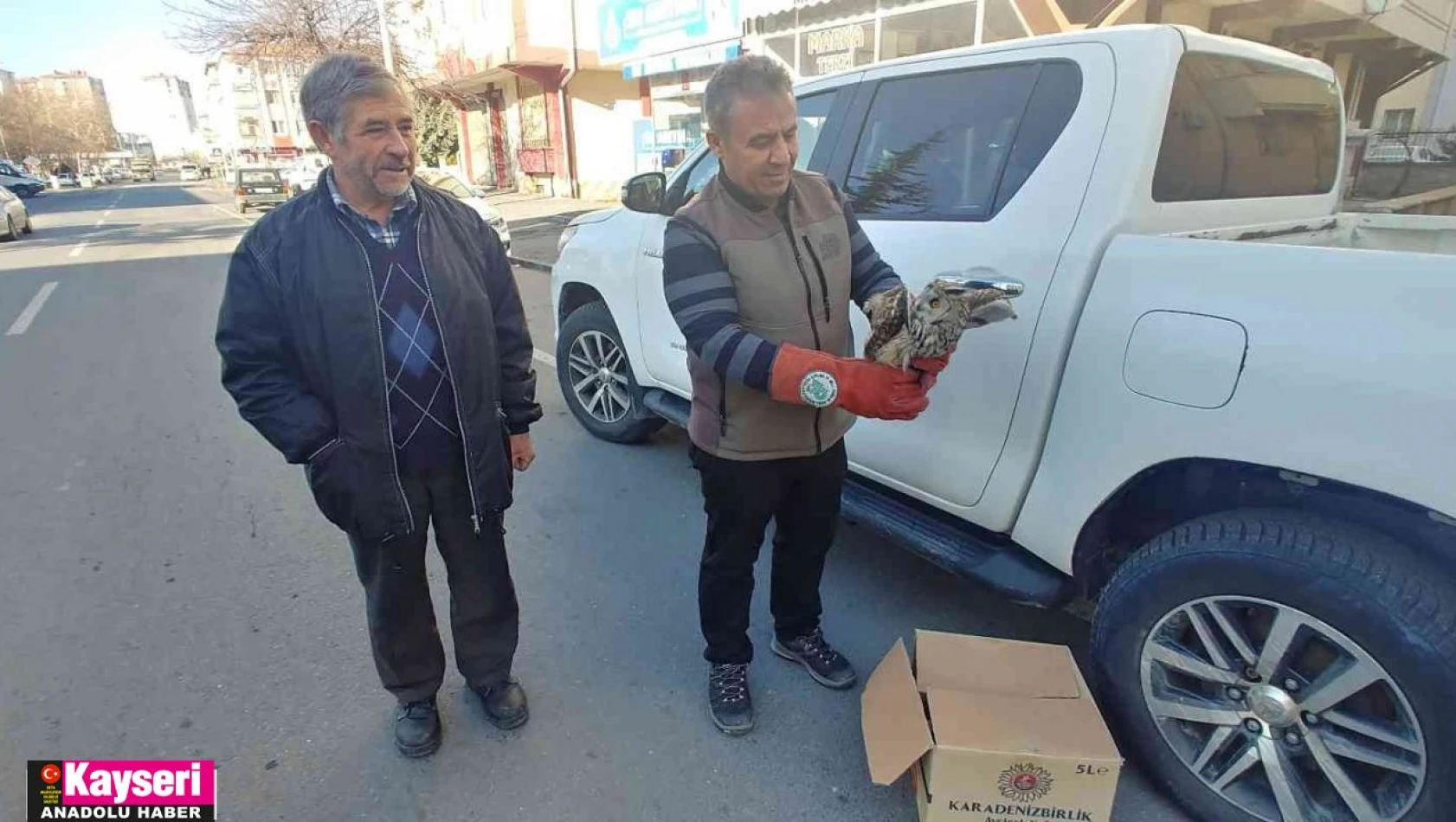 Yaralı baykuş tedavi altına alındı