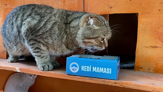 Melikgazi sokak hayvanlarını unutmadı