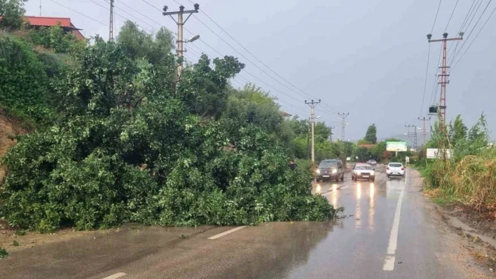 Adana'da Kuvvetli Fırtına Ağaçları Devirdi