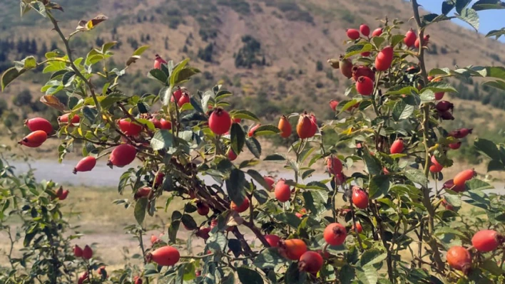 Ali Dağı yeniden canlandı!