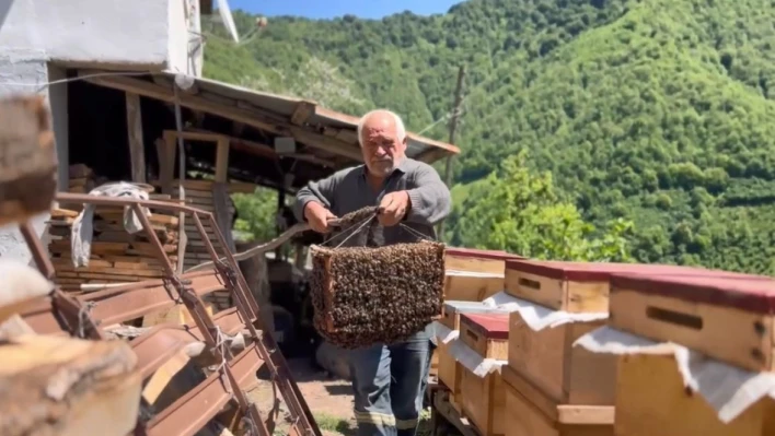 Binlerce Arıyla Yeni Koloni Oluşturdu: Oğul Anı Kamerada...