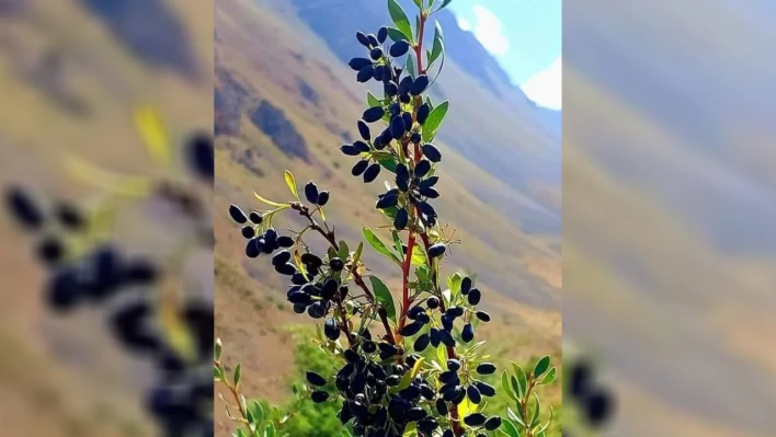 Bu meyve tam bir Karaciğer dostu – Kayseri'nin o ilçesinde adeta fışkırıyor! Ruslar bu meyveye bayılıyor...