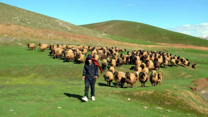 Çobanlar herkesten çok kazanıyor! Yeni maaşları duyanlar şaşırdı