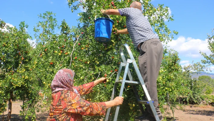 Hünnabın hasadı başladı