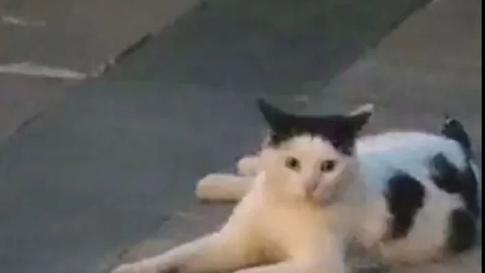 Kadınlar için yapılan eyleme bir kedi de katıldı