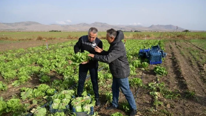 Kayseri'de ilk kez 'ıceberg marul' ekildi