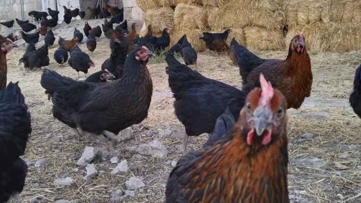 Kayseri'deki Eğitimli Tavuklar Görenlere Yok Artık Dedirtiyor!