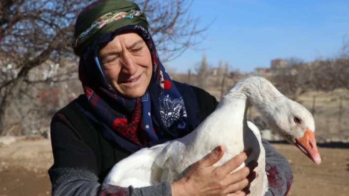 Kazlar hayatını değiştirdi