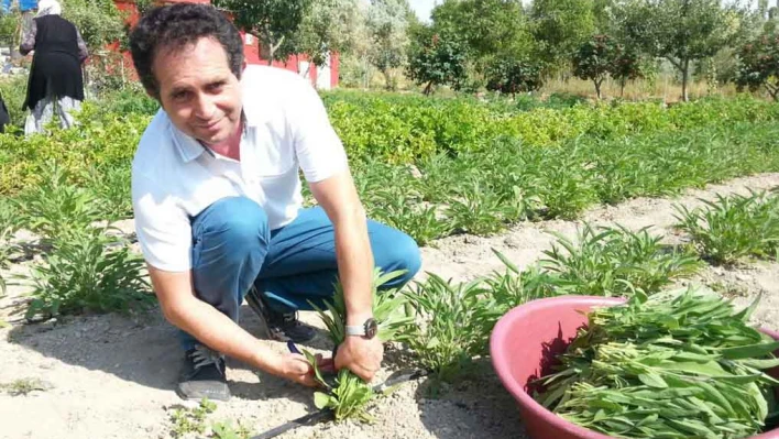 Talas'ta adaçayı hasadı yapıldı