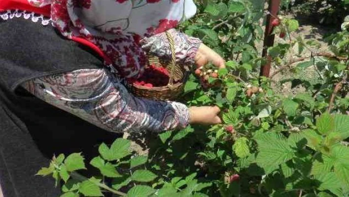 Bu bahçenin ziyaretçileri meyvelerini dalından yiyor