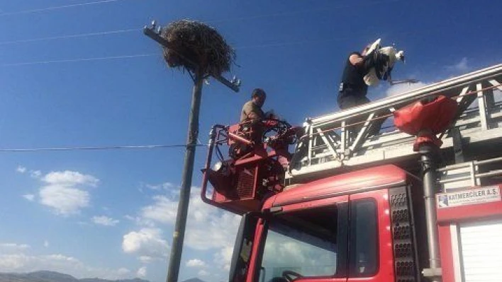 Elektrik direğinde mahsur kalan leylek yavruları koruma altına alındı