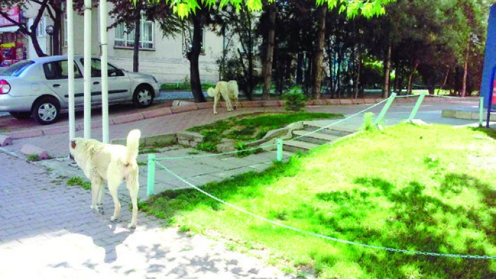 Sokaklarda başı boş köpekler tehlike saçıyor