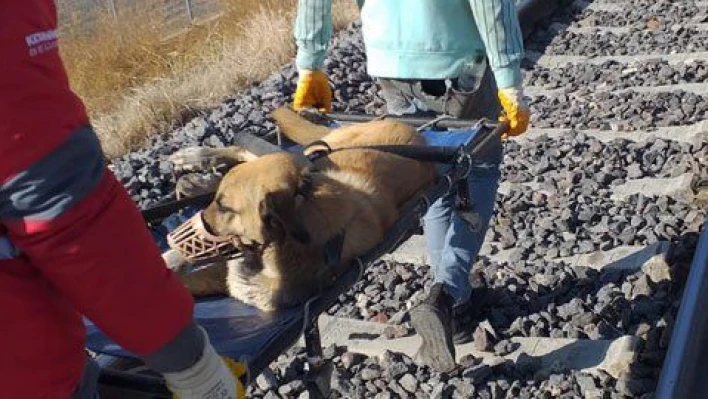 Trenin çarptığı köpek tedavi altına alındı