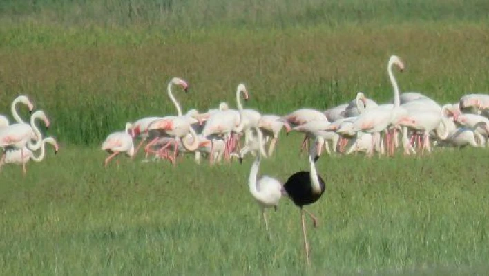 Sultan Sazlığı'nda siyah flamingo görüldü