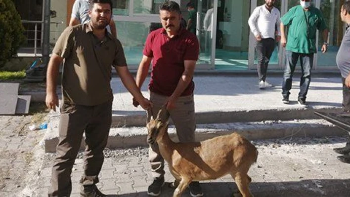 Gözlerinde sorun olan yaban keçisi tedavi altına alındı 