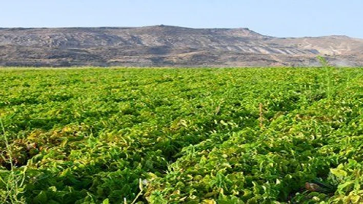 Kocasinan'da tıbbi ve aromatik bitkiler ürün vermeye başladı